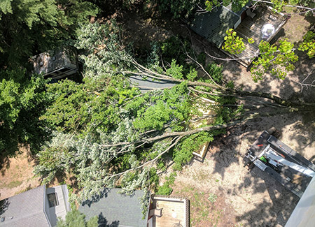 American Arbor, LLC Image